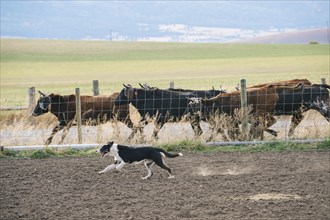Dog herding cattle on ranch