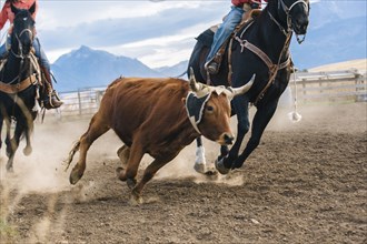 Caucasian herders chasing cattle at rodeo