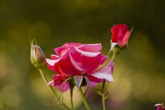 Close up of pink rose and rose bud