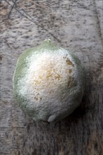 Close up of molding lemon