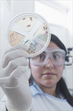 Hispanic scientist examining blood sample in laboratory