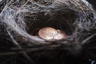 Pile of pennies in nest