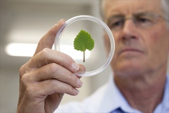 Caucasian scientist examining leaf in laboratory