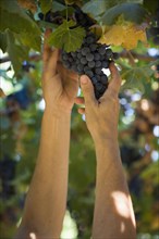 Hispanic woman picking bunch of grapes in vineyard