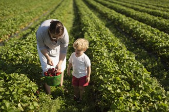 Mother and son picking strawberries in field