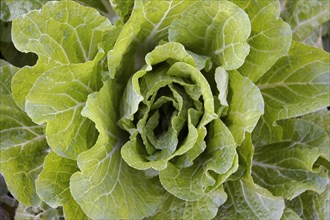 Close up of green lettuce