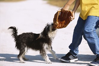 Dog biting catcher's mitt outdoors