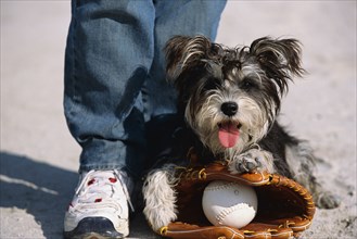 Dog sitting on catcher's mitt with baseball