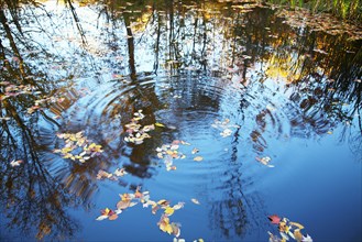 Ripples and leaves in still rural lake