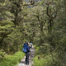 Chinese woman backpacking along remote forest path