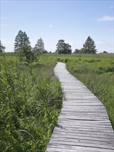 Wooden walkway in rural field