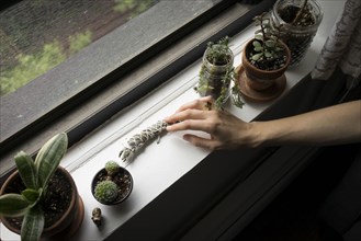 Close up of hand arranging plants in windowsill