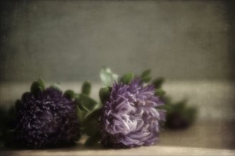 Close up of flowers laying on table