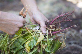 Caucasian woman holding fresh vegetables in garden