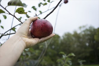 Close up of hand picking fruit from orchard tree