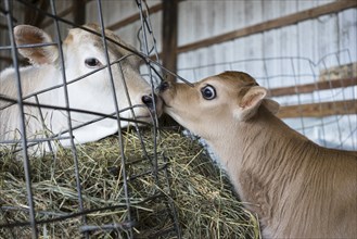 Calf and cow nuzzling through barn fence