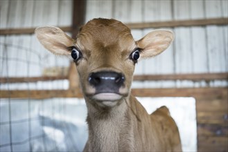 Close up of surprised calf in barn