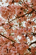 Low angle view of flowering cherry tree