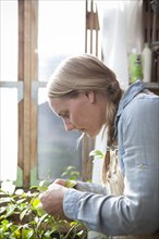 Gardener examining plants in greenhouse