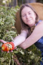Close up of woman picking tomato in garden