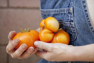 Mixed race farmer carrying fresh tomatoes