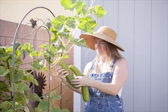 Mixed race farmer gathering cucumber in garden