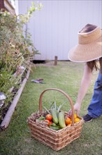 Mixed race farmer gathering vegetables in garden