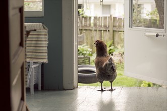 Chicken standing in kitchen doorway