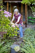 Older Caucasian woman gardening in backyard