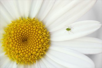 Close up of insect crawling on daisy
