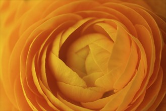 Close up of orange flower petals