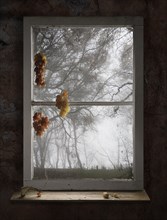 Bunches of grapes hanging in window