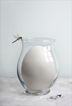 Dragonfly perching on glass pitcher with oversized egg