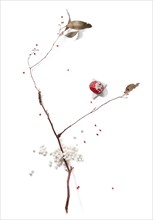 Dried branch with berry and leaves