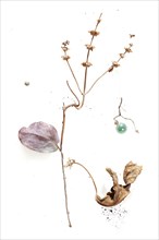 Dry branch with flowers and leaves