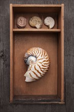Seashells in display shelf