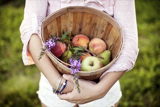 Woman carrying bucket of apples in field