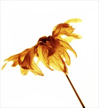 Close up of dried wilting flower