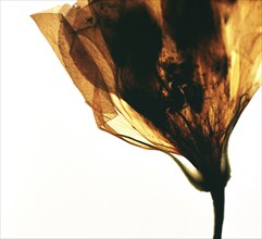 Close up of dried wilting flower