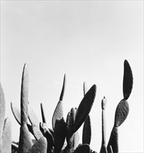 Close up of cactus plants