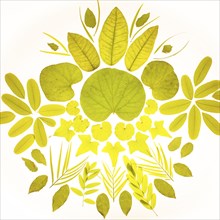 Green leaves arranged in pattern