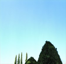Treetops under blue sky