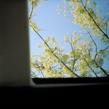 Trees and blue sky viewed through window