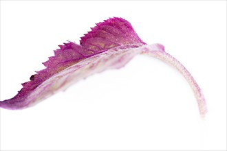 Close up of wilting purple leaf