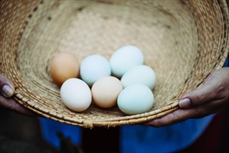 Hispanic farmer holding basket of fresh eggs