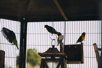 Birds perching inside cage