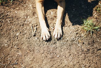 High angle view of paws of dog in dirt