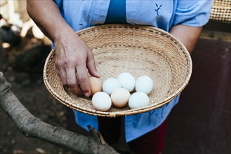 Hispanic farmer gathering fresh eggs in basket