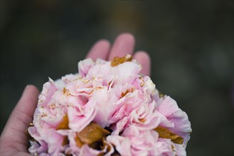 Close up of hand holding wilting flowers