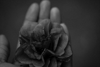 Close up of hand holding wilting flower